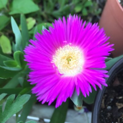 visi07729309's profile picture. Me gustan las flores