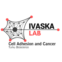 Ivaska Lab(@IvaskaLab) 's Twitter Profile Photo