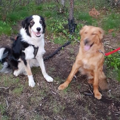 MaryLouMellor's profile picture. I have been in the IT industry since 1997.  I am currently working as a Consultant @DeloitteCanada in Saint John, NB