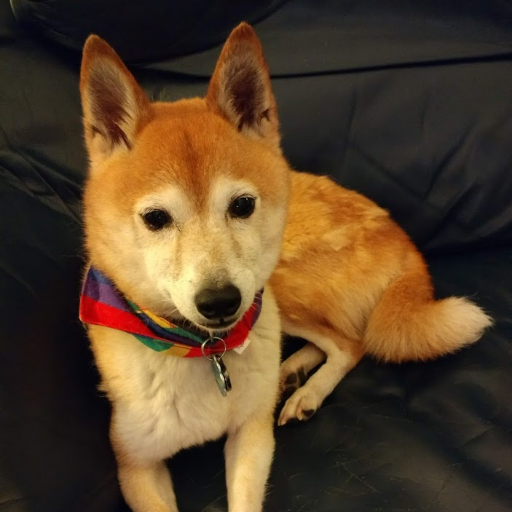 #BLM 🏳️🌈🏳️⚧️ He/him. Son of a librarian, father of a teacher, proving altruism skips a generation. Writes stuff. Designed video games in 1980s. Not a Shiba
