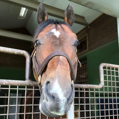 お馬deこぐま 辛いけど書きます アマーティはゴール後に倒れ必死に心臓マッサージが施されましたが目隠しのシートが張られて馬 運車で運ばれました 辛い お馬deこぐま 辛いけど書きます アマーティはゴール後に倒れ必死に心臓マッサージが施されましたが目隠しのシートが張られて馬 運車で運ばれました 辛い