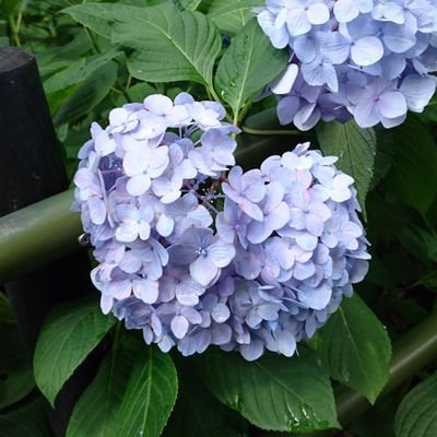 紫陽花さんのプロフィール画像