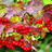 VentiViburnum