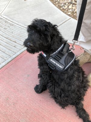 My name is K9 Gusztav and i am a Water Rescue Dog - in training with Amphibious Response Support Unit 1. Together with my partner John we help save lives.