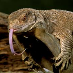 lizard_vape's profile picture. Lizard Man