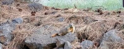 Just a large rodent screaming into the void. he/him 
Not a chicken pot pie traditionalist.
I organically source my soundscapes