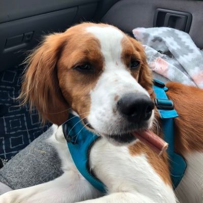 TaylorBrittan1's profile picture. Knowledge. Beer and coffee.