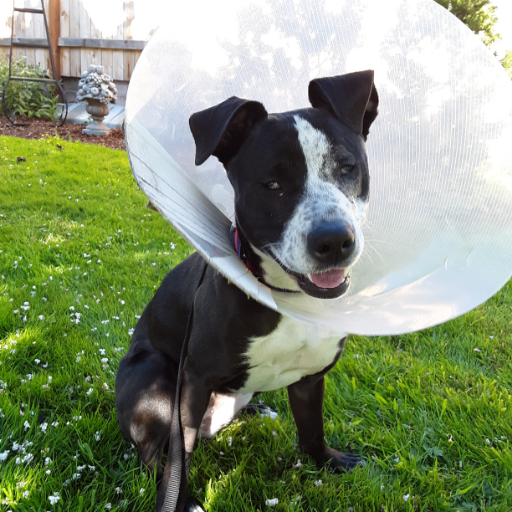 Everett Animal Shelter provides for the well-being of animals and community through progressive animal sheltering and education. Open daily 12:30 - 5:00