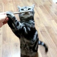 봉구네 김밥이 (@_bong9) 's Twitter Profile