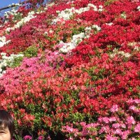 ほしのくに@同居解消しました (@7vcmvf1ymaoen1h) 's Twitter Profile