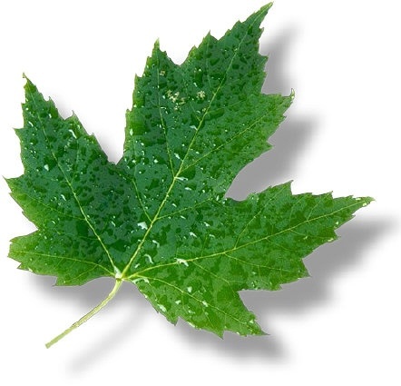 cleantechcanada's profile picture. Researching Canadian companies, technologies and initiatives for renewable energy