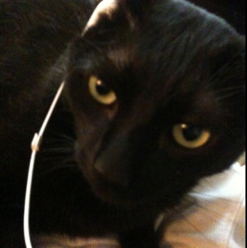 SalemPwns's profile picture. I live to badger my owner's life! Therefor, I own him!