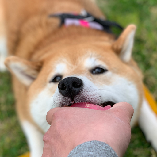 柴犬ここな：Shibainu Cocona 2016.2.24生まれの元気な柴犬女子。 令和3年現在5歳。 前足に白い靴下の模様。 柴にしては長毛。 おやつ大好き。 小さいわんこさんが苦手。 花粉の季節は痒くなる。 自分は大型犬だと信じてる。 大型犬さんたちに混じってしれっとしている。 そんなここなの日常です。