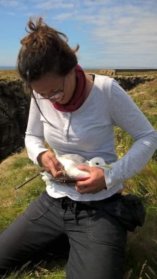 Carmenbiondo5's profile picture. Seabird research at @RSPBScience