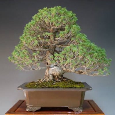 dwarf tree / bonsai / japanese garden