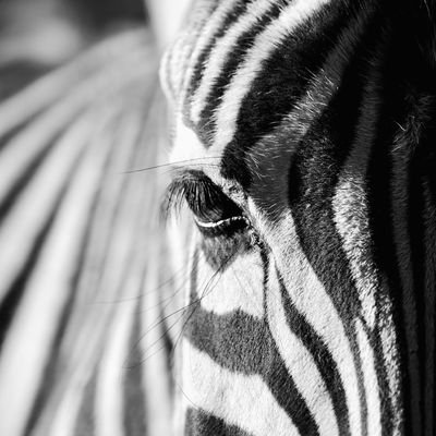 stablezebra's profile picture. 兴趣广泛，无一精湛