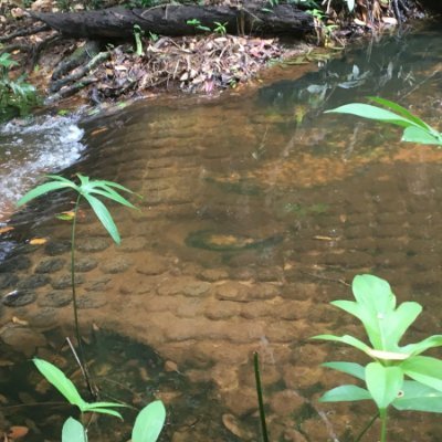 satvikela's profile picture. Adult Human Female