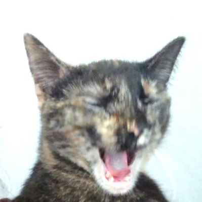 Tilly aka Tillybilly
Likes: eating plants, stealing socks, biting fingers
Dislikes: staying still, being left alone, not being left alone