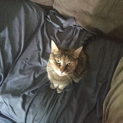 Wolfspawn2's profile picture. Reeeee