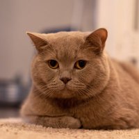 Tao Li (@tao__li) 's Twitter Profile