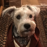 michaelkogge's profile picture. Writer. JOHN CARTER OF MARS: THE AUDIO SERIES. STAR WARS, BATMAN, FANTASTIC BEASTS, EMPIRE OF THE WOLF books. JEDI CHALLENGES game. https://t.co/SlANzyGHhi