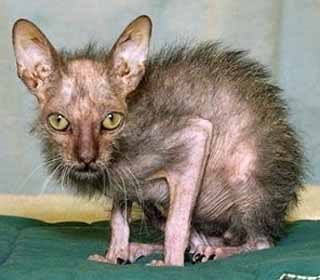 MittensFA's profile picture. I am @Isabelle_FA's cat. Puuuuuurrrrr.