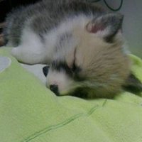 コーギーぶんぎん (@bunbungingin) Twitter profile photo