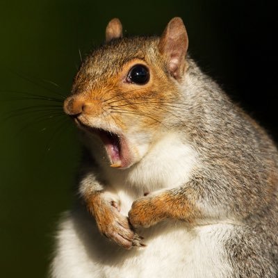 SamTehSquirrel's profile picture. lol twit is dum