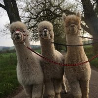 Nith Valley Alpacas(@ValleyNith) 's Twitter Profile Photo