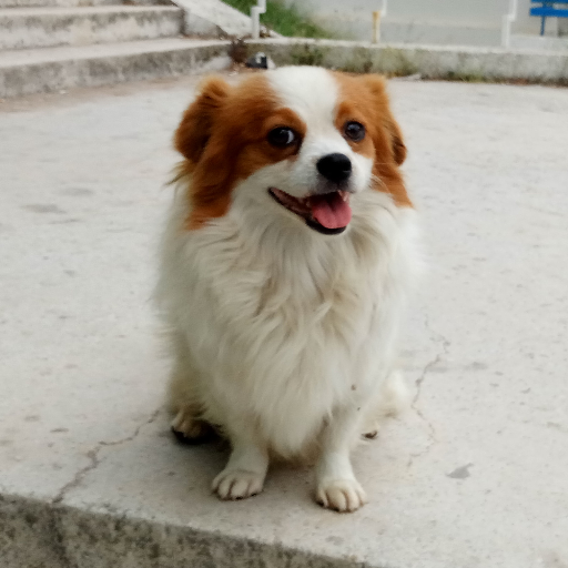 Kendotweeto's profile picture. i'm just a dog on the internet