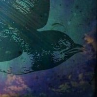 gwasywennol (@gwasywennol) 's Twitter Profile