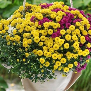 BasWilt's profile picture. Seizoenplantenkweker, Hortensia, Pelargonium, Bolchrysant, Kerstster, Osteospermum.