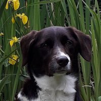 Tessofthecandovers (@tessofthecando1) 's Twitter Profile