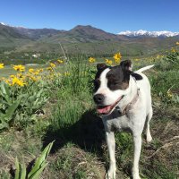 libbyjett1223 (@libbyjett1223) 's Twitter Profile