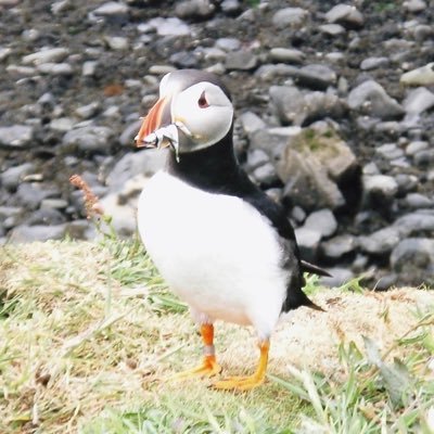 The world’s most literate puffin. #Amwriting #writingcommunity #vss365 she/her/puffin