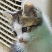 ykatombn's profile picture. PC&猫好き。たまに投資も?