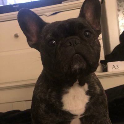 Hi - I am Claude the frenchie, I sleep a lot and play a lot and I like a crazy half hour! follow me and I will follow you right back! :-)