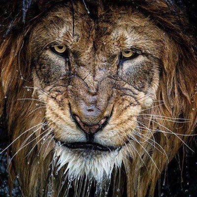 softmsds's profile picture. 