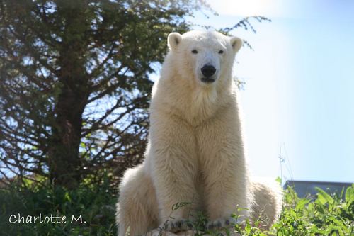 Mein kleines Steckenpferd sind Eisbären, ganz besonders liegen mir Flocke und Rasputin am Herzen!
Ich liebe die Tierfotografie.
