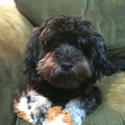 TheRealRXK's profile picture. 