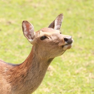 宵闇犬兎 Inucan Twitter