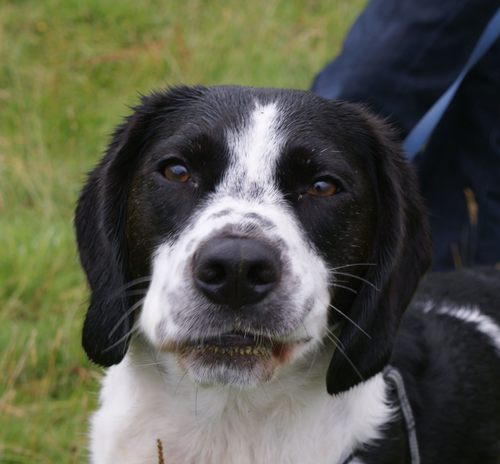 Humphreyyyy's profile picture. Aberdeen born Speagle, living and working in Alloa, Scotland.  I like sleeping, sniffing, pooping, chasing and treats