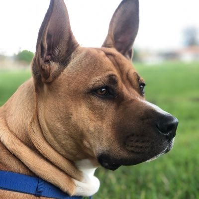 The names peanut butter, Mr. Peanutbutter