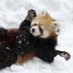レッサーパンダー (@footboze19821) Twitter profile photo