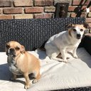 Chloe Connie Lorraine Peggy Rhodes - @ChloeRhodes3 - Twitter