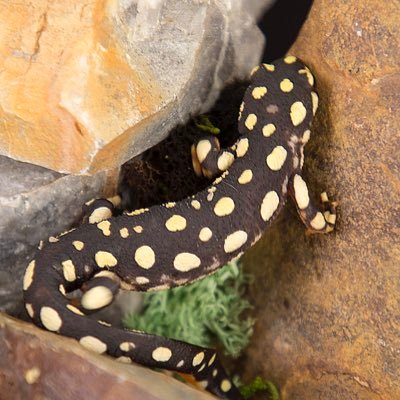 newt_time's profile picture. i amm newt. live undre big röck. very fas’t and sneakey. enjoy moss