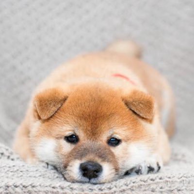 豆さんのプロフィール画像