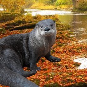 riverotter11's profile picture. hello friend, water good