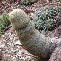dildos with threatening auras (@dildomoods) 's Twitter Profile