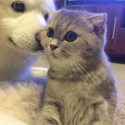 qinchunsheng's profile picture. 